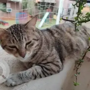 A Black and Brown Indie Cat Missing from Indus Signature Apartment-3