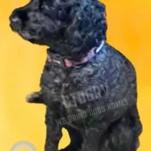 A Black Cockapoo Dog Missing from Autumn Lake Healthcare