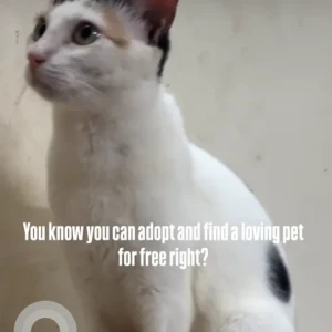 Female Domestic Shorthair Cat Adoption for Adoption in Goregaon
