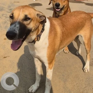 A White-Brown Mix Indie Dog Missing from Gurugram