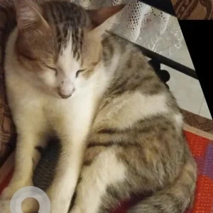 A White and Grey Indie Cat Missing from Arpora, Candolim-2