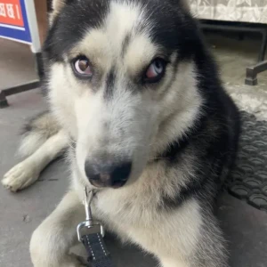 A Black and White Husky Dog Found from Pokhara