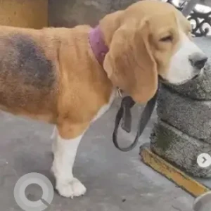 A White-Brown Mix Beagle Dog Found from Old Madiwala, VP road-2