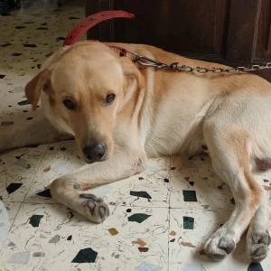 A White Labrador Dog Missing from Khushi Nagar Jaripatka