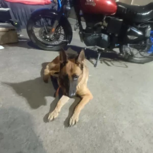 A Black and Brown German Shepherd Dog Found from Moosapet, Hyderabad-2