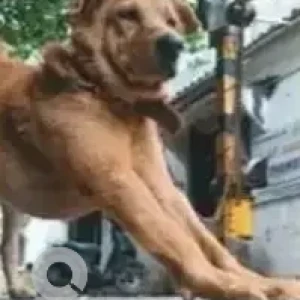 A Brown Indie Dog Missing from ItI Circle to K R Puram, Tc Palya