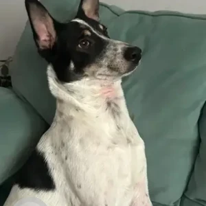 A Black and White Indie Dog Missing from Brigade El Dorado Entrance Gate 1-2