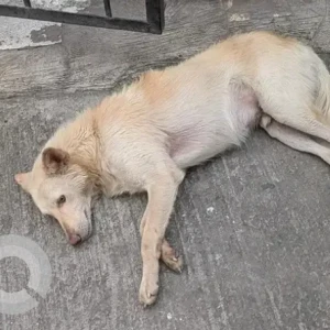 A White-Brown Mix Indie Dog Found from J K Padmalaya, Michael Palya-2