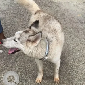 A White and Grey Husky Dog Found from Kyalasanahalli, Bengaluru
