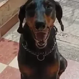 A Black and Brown Doberman Dog Missing from Kasarsai village, dam road