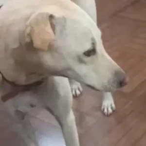 A White-Brown Mix Indie Dog Missing from Camurlim, near Power Gym-2