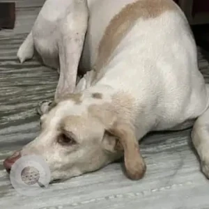 A White Indie Dog Missing from Rohini, New Delhi-4