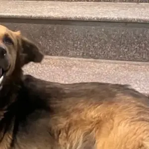 A Black and Brown German shepherd Dog Found from Sindh Bakery, Padmarao nagar-2