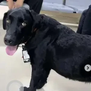 A Black Labrador Dog Missing from OMBR Layout, Banaswadi