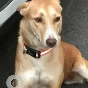 A White-Brown Mix Indie Dog Missing from Norris Road, Richmond town
