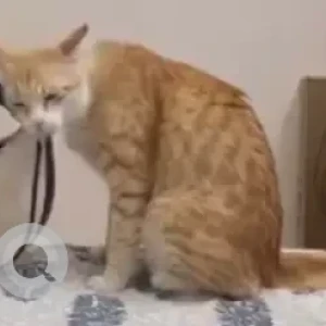 A Brown Ginger Cat Missing from Cubbon Park Court-4