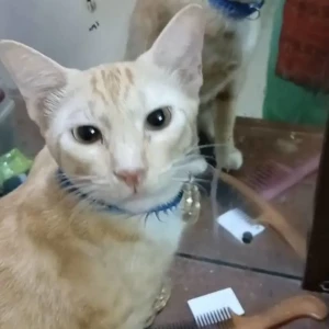 A White-Brown Mix Ginger cat Cat Missing from Chennai
