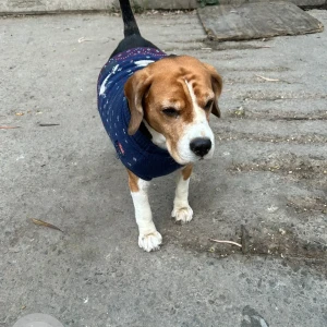 A White-Brown Mix Beagle Dog Found from Keshav Puram metro station
