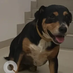 A Black Indie Dog Found from Vagator, Anjuna