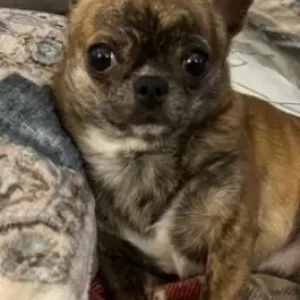 A Dusky Chihuahua Dog Missing from Whitehall Lake Condominiums