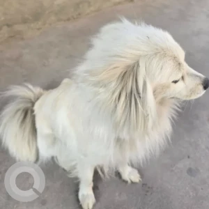 A White Spitz Dog Found from Swoyambhu-2