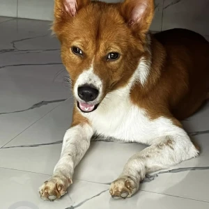 A White-Brown Mix Indie Dog Missing from Kalyani Nagar, Kahilipara-3