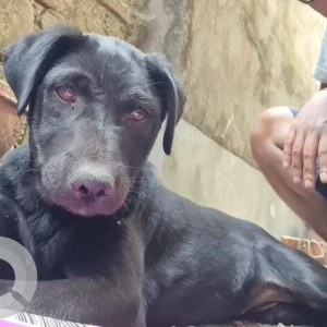 A Black Indie Dog Missing from Kolkata