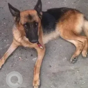 A Black and Brown German Shepherd Dog Found from Chellekere, Dosth Bakery
