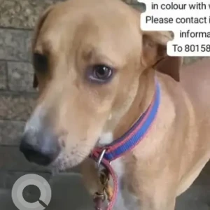 A White-Brown Mix Indie Dog Found from Taj Club House