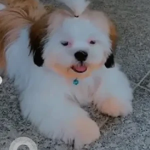 A White-Brown Mix Shih Tzu Dog Missing from Uttarahalli Hobli, Bengaluru