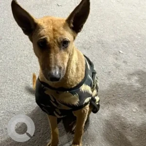 A Brown Indie Dog Found from Amar Colony