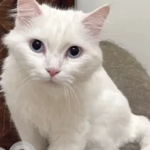 A White Albino Cat Missing from Al mizhar 1