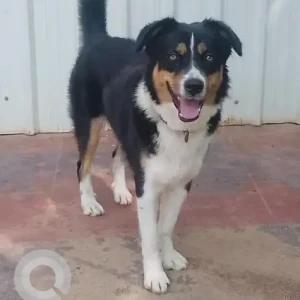 A Black and White Indie Himalayan Shepherd mix Dog Missing from Railway Officers colony-2
