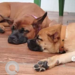 A Black and Brown Boxer mix Dog Found from Reliaable Lifestyle Layout, Bengaluru