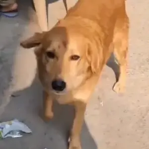 A White-Brown Mix Indie Dog Missing from Gali No.13, Krishna park extension