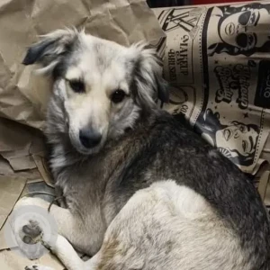 A Black and Brown Indie Dog Found from Zepto Store Dilshad Garden