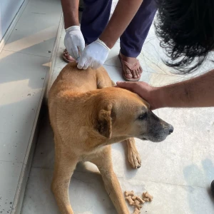 Rabies vaccination-68