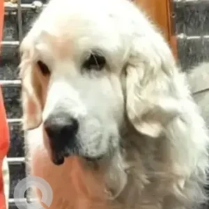 A White Golden Retriever Dog Missing from Rajeshwary cafe, Bsk 6th Stage