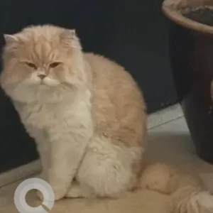 A White-Brown Mix Persian Cat Missing from 102A, 17D street, Mirdiff..(Near Mirdiff Park)