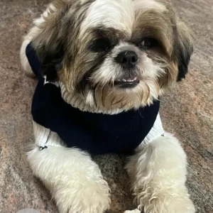 A White-Brown Mix Shih Tzu Dog Missing from Renuka yellamma Temple-2