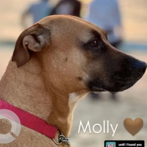 A White-Brown Mix Indie Dog Missing from Tivai vaddo, Calangute