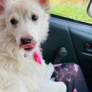 A White Pomeranian Mix Dog Found from Tihar, Bhaktapur