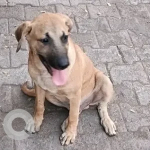 A White-Brown Mix Indie Dog Found from Viman Nagar