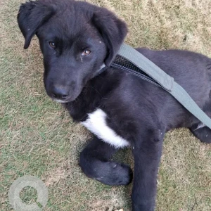 A Black Indie Dog Found from Bhaisepati Awaash Area