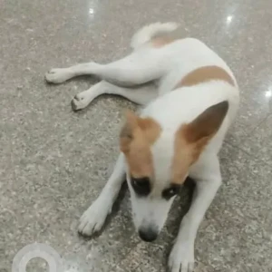 A White-Brown Mix Indie Dog Found from Sector 10, Noida