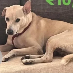 A White-Brown Mix Indie Dog Missing from Chinchwad, Pimpri Chinchwad