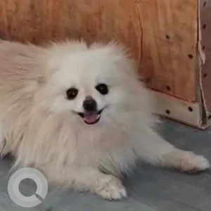 A White Pomeranian Dog Found from Al Wuhieda, Deira
