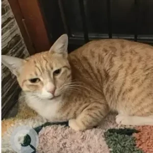 A Black and Brown Indie Cat Missing from Babusapalaya