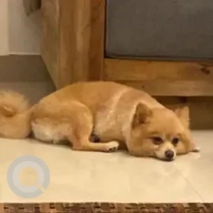 A Brown Pomeranian Dog Missing from Al Karama, villa No 9