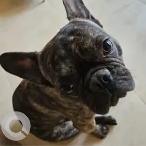 A Black Bull dog Dog Missing from Al Hamra Village